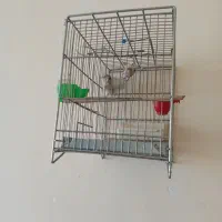 جوجه سهره|پرنده|ملایر, |دیوار