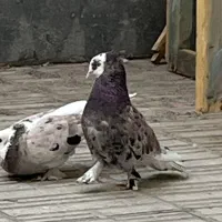 کبوتر گمشده