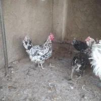 تخم مرغ نطفه دارگلین وطوسی|حیوانات مزرعه|اصفهان, شفق|دیوار