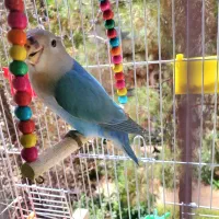 کوتوله فول دستی رنگ ابی خانگی