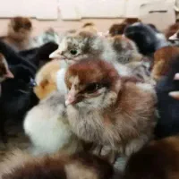 جوجه محلی 35 اصل و انواع جوجه درجه یک