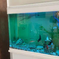 اکواریوم سایز ۸۰