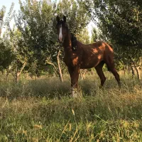 اسب دره شور