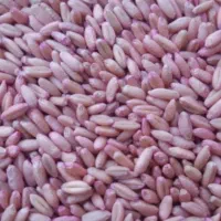 گندم آماده برای بذر نوع گندم سرداری دیمی