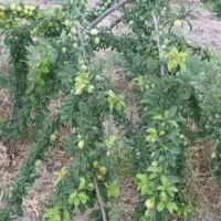 500و1000 متر باغ سند دار دیوار و درخت