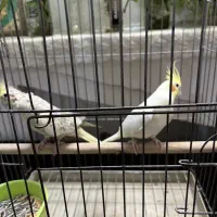 عروس هلندی مولد بشرط