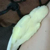 کوتوله برزیلی