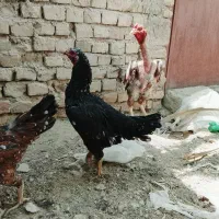 مرغ و خروس جوانه اصیل