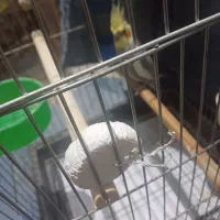 عروس هلندی نر سخنگو