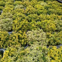 شمشاد نعنایی . پیتسپروم.اکوبا.یوکا.|گل و گیاه طبیعی|رحیم‌آباد, |دیوار