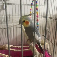 عروس هلندی نر و ماده|پرنده|قرچک, باقرآباد|دیوار