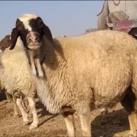 چاق زبل گوسفد.زنده‌ جایگاه شهرداری تمام تهران