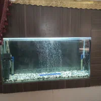 اکواریوم به همراه لجن خوار