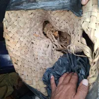 دختر پیچ دومزه ای ۱۰ کیلو داخل حصیر