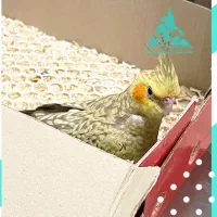 عروس هلندی سرلاکی