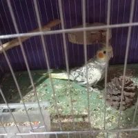 عروس هلندی