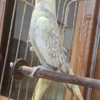 عروس هلندی ماده|پرنده|ماهدشت, |دیوار