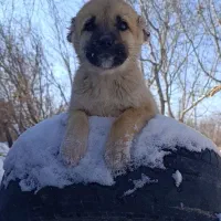 تو*له سگ**سرابی*اصیل