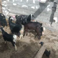 بز زاییده|حیوانات مزرعه|بهبهان, |دیوار