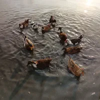 اردک پکنی|حیوانات مزرعه|رودسر, |دیوار