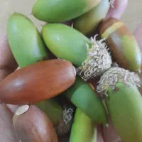 بلوط کوهی کوهای زاگرس