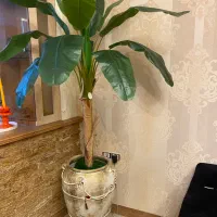 درخت موز مصنوعی|گل مصنوعی|رشت, گلسار|دیوار