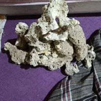 سنگ ومرجان اب شور