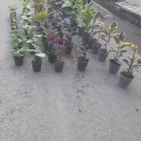 گلفروشی شهر