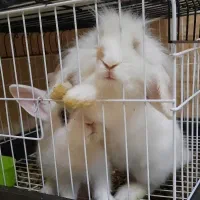 ۲ عدد خرگوش لوپ و خرگوش چشم آبی|موش و خرگوش|تهران, اکباتان|دیوار