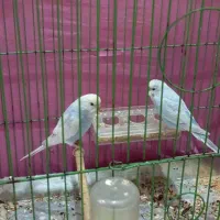 پرنده مرغ عشق صحیح وسالم در حمیدیه