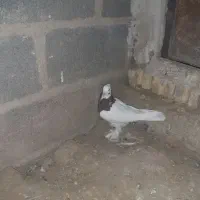 تعدای طوق سیاه درجه یک فروشی|پرنده|زرین دشت (فارس), |دیوار