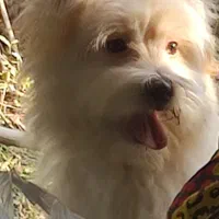 سگ نژاد شیتزو تریر