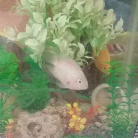 آکواریوم با ماهی پرت ویه دونه فلاور|ماهی|اشتهارد, |دیوار