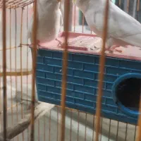 فروش مرغ عشق