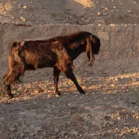 نربز پاکستانی|حیوانات مزرعه|سلامی, |دیوار