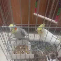 عروس هلندی جفتی نرناده