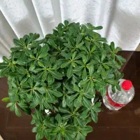 بونسای میخک