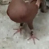 کبوتر سرخ ماده