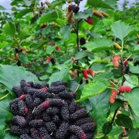 انجیر ازگیل زالزالک نهال کیوی آلبالو آلو زرشک