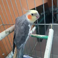 یک عددعروس هلندی سخنگو /نر/