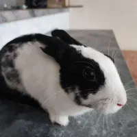 خرگوش مخمل با قفس