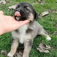 واگذاری توله سگ ژرمن