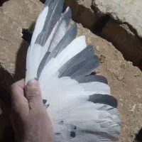 کبوتر|پرنده|خمینی‌شهر, |دیوار