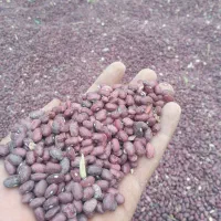 لوبیا قرمز ارگانیک وخوش پخت|خوردنی و آشامیدنی|لاران, |دیوار