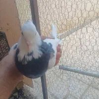 نره جوانه معاوضه با ماده