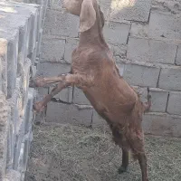 گیسه وبوقلمون|حیوانات مزرعه|گنبکی, |دیوار