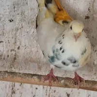 کبوتر دانه ای 250 یک کلمه|پرنده|نکا, |دیوار