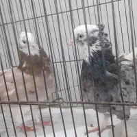 کفتر پرشی|پرنده|تهران, اسفندیاری|دیوار