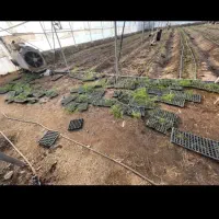 اجاره گلخانه 6000 متر فول جاده ابباریک