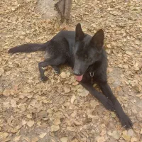 ژرمن شپرد بلک|سگ|اصفهان, زیار|دیوار